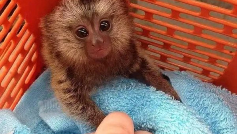Caring for Marmoset Monkeys: What Every Responsible Owner Should Know