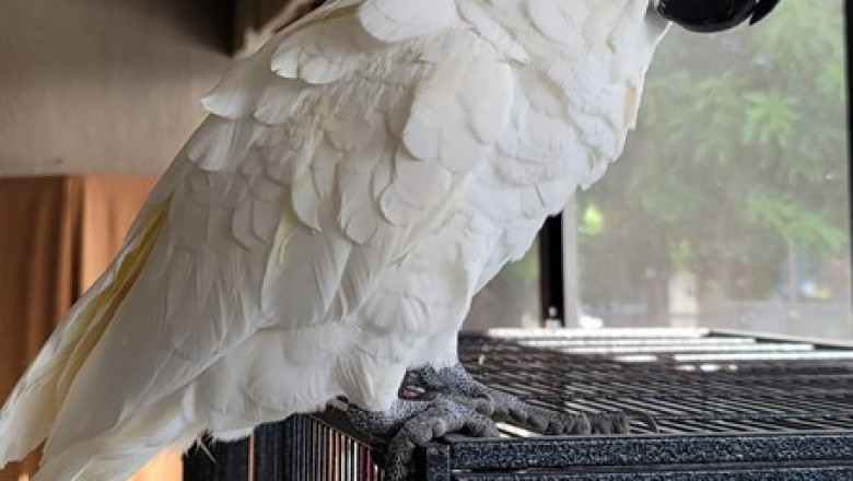 Cockatoo Parrots – Intelligent, Social, and Ready for Loving Homes