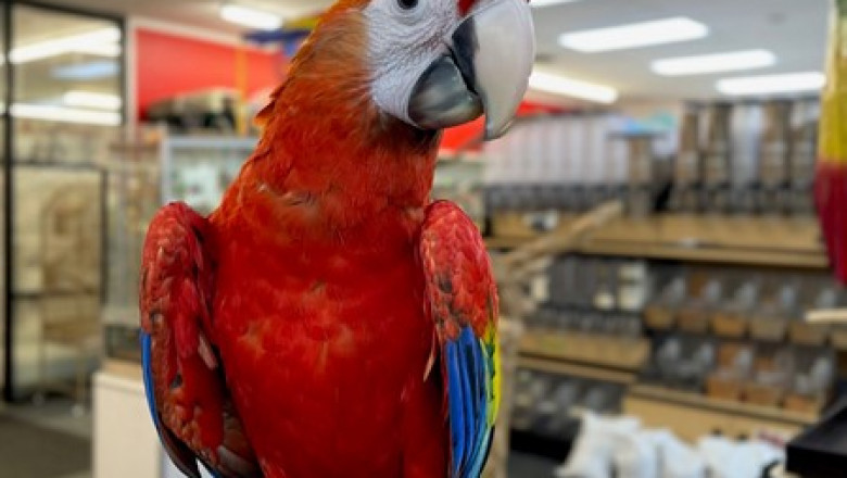 Discover the Charm of the Blue and Gold Macaw – Vibrant, Smart, and Social