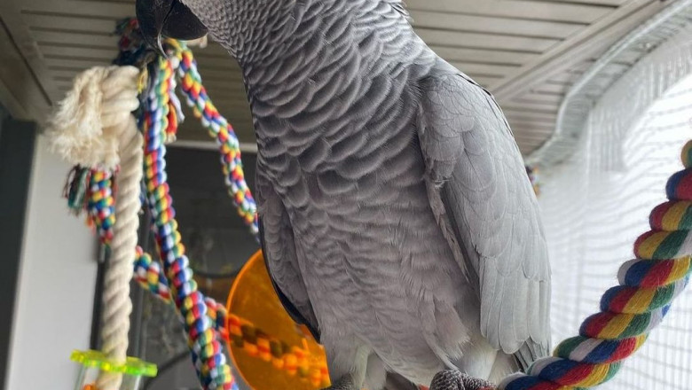 Intelligent, Beautiful, and Loyal – Discover the World of Exotic Parrots