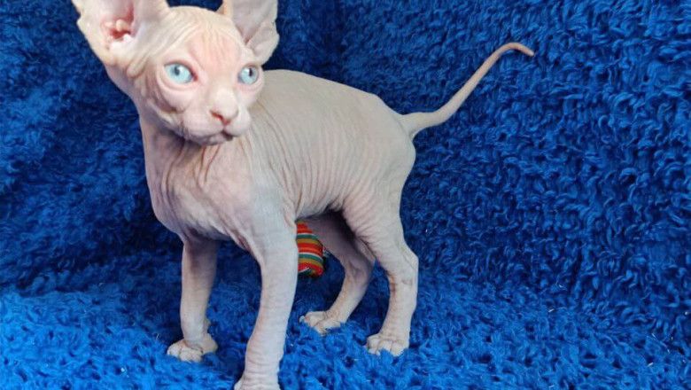 Sphynx & Devon Rex Kittens – Unique Companions with Personality