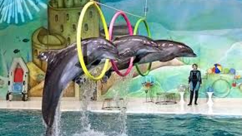 Where to Buy a Dubai Dolphinarium Ticket: Online vs Onsite