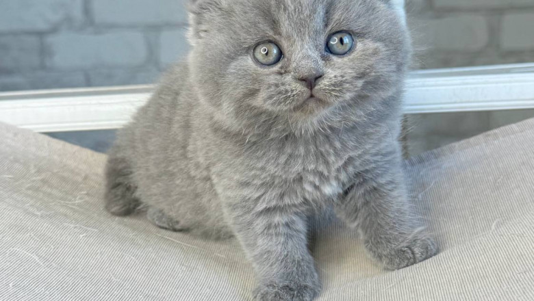 Adopt Scottish Fold or Straight Kittens – Affectionate Cats with Great Temperament