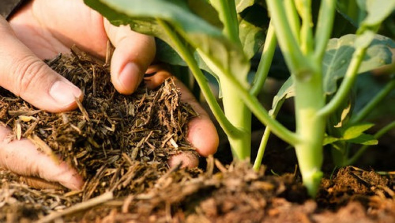 Detailed Project Report on Biofertilizer Manufacturing Plant