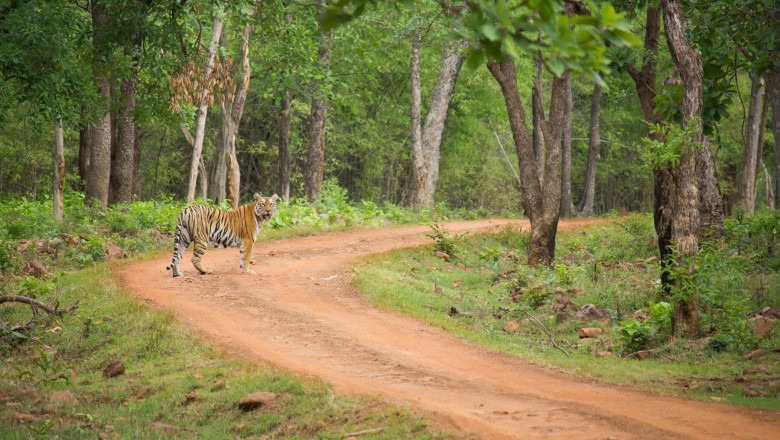 My First Encounter with Tadoba – Exploring the Wild Trails of Moharli Safari Zone