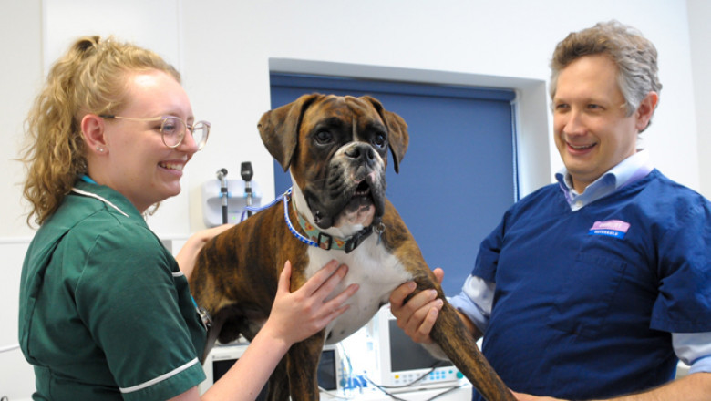 Veterinary Orthopedics Market: Size, Trends, and Strategic Outlook 2025-2032