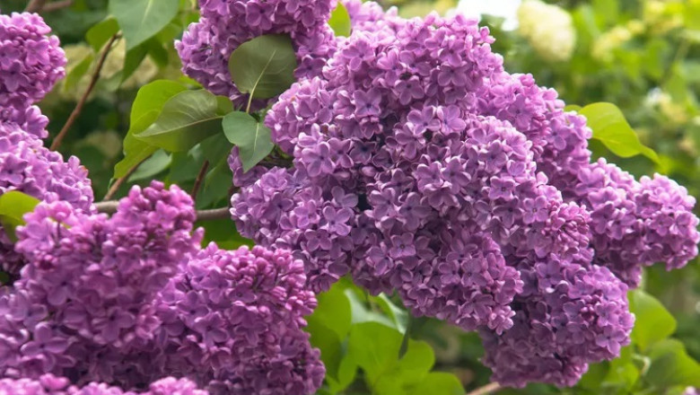 Common Lilac Symbolism and Meaning in Love, Death &amp; Bible