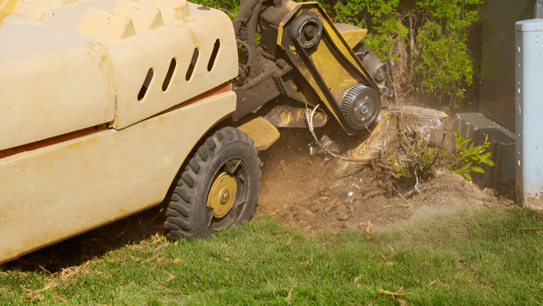 Do You Need Stump Removal Services Before Planting Again?