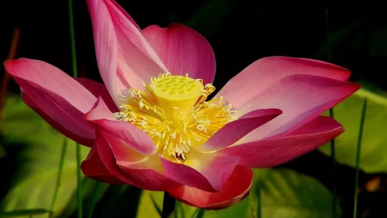 Proud Lotus Symbolism and Meaning in Love, Death &amp; Bible