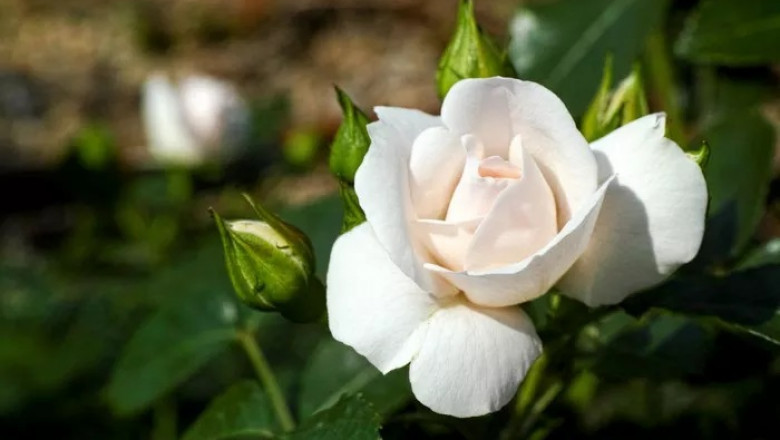White Rose Symbolism and Meaning in Love, Death & Bible